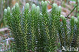 Fir Clubmoss (Huperzia selago)