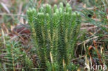 Fir Clubmoss (Huperzia selago)