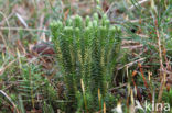 Fir Clubmoss (Huperzia selago)