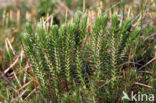 Fir Clubmoss (Huperzia selago)