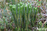 Fir Clubmoss (Huperzia selago)