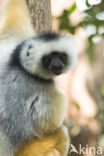 Diadeemsifaka (Propithecus diadema)