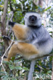 Diadeemsifaka (Propithecus diadema)