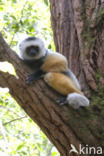 Diadeemsifaka (Propithecus diadema)