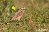 Eurasian Wryneck (Jynx torquilla)