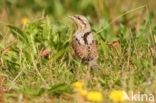 Eurasian Wryneck (Jynx torquilla)