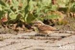 Eurasian Wryneck (Jynx torquilla)