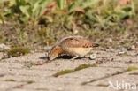 Eurasian Wryneck (Jynx torquilla)