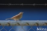 Eurasian Wryneck (Jynx torquilla)