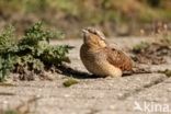 Eurasian Wryneck (Jynx torquilla)