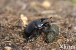 Minotaur Beetle (Typhaeus typhoeus)