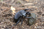 Minotaur Beetle (Typhaeus typhoeus)