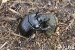 Minotaur Beetle (Typhaeus typhoeus)