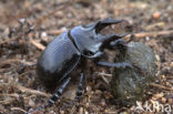 Minotaur Beetle (Typhaeus typhoeus)