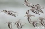 Sanderling (Calidris alba)