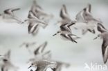 Sanderling (Calidris alba)