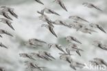 Drieteenstrandloper (Calidris alba)