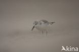 Drieteenstrandloper (Calidris alba)