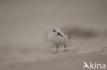 Drieteenstrandloper (Calidris alba)