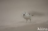 Drieteenstrandloper (Calidris alba)