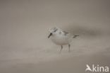 Sanderling (Calidris alba)