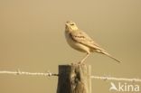 Tawny Pipit (Anthus campestris)