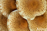 Honey Mushroom (Armillaria mellea)