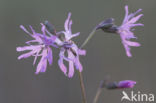 Echte koekoeksbloem (Lychnis flos-cuculi)