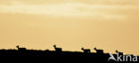 Red Deer (Cervus elaphus)