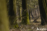 Red Deer (Cervus elaphus)