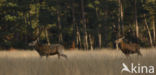 Red Deer (Cervus elaphus)