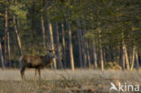 Red Deer (Cervus elaphus)