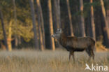 Red Deer (Cervus elaphus)