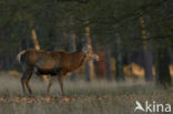 Red Deer (Cervus elaphus)