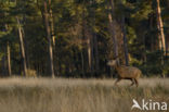 Red Deer (Cervus elaphus)