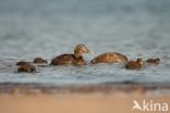 Eider (Somateria mollissima)