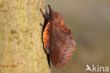 the Lappet (Gastropacha quercifolia)