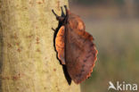 the Lappet (Gastropacha quercifolia)