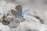 Chapman´s blue (Polyommatus thersites)