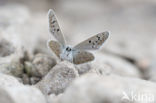 Chapman´s blue (Polyommatus thersites)