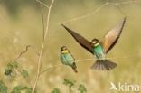 European Bee-eater (Merops apiaster)