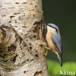 Europese Boomklever (Sitta europaea)