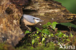 Eurasian Nuthatch (Sitta europaea)