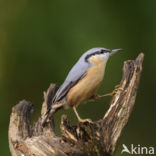 Europese Boomklever (Sitta europaea)