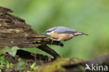 Eurasian Nuthatch (Sitta europaea)