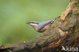 Europese Boomklever (Sitta europaea)