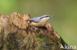 Eurasian Nuthatch (Sitta europaea)