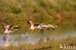 Flamingo (Phoenicopterus ruber)