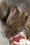 Malagasy civet (Fossa fossana)