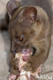 Malagasy civet (Fossa fossana)